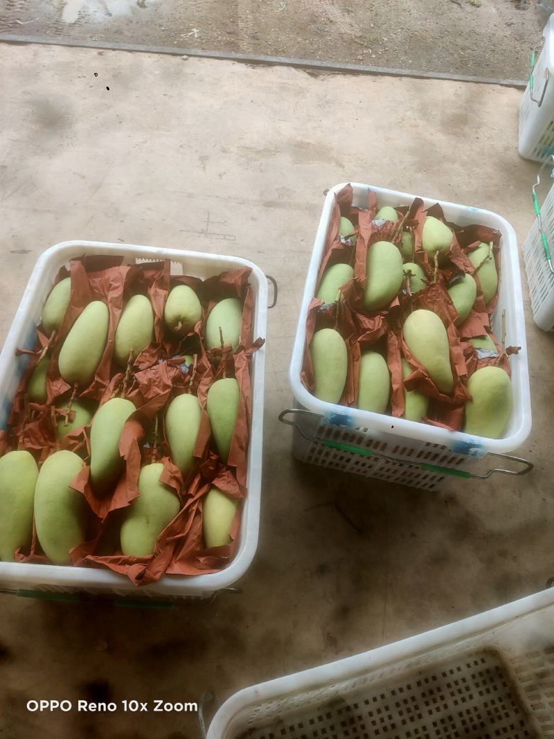 金黄芒