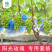 【厂家直供】葡萄套袋纯木浆全纸袋高抗水防虫防雨防日灼