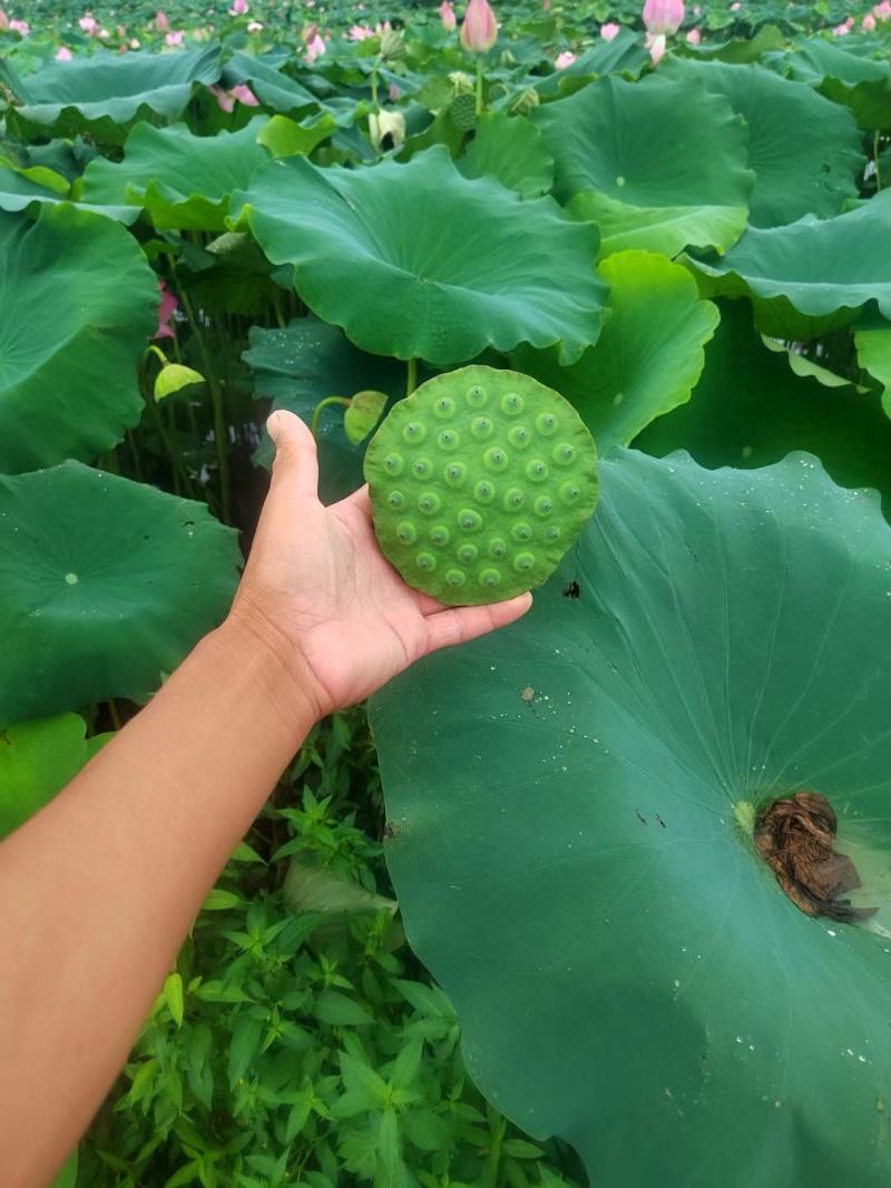 五斤装水果莲蓬代发，九省包邮