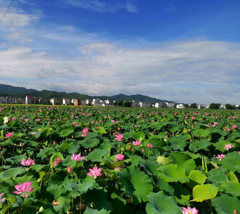 五斤装水果莲蓬代发，九省包邮