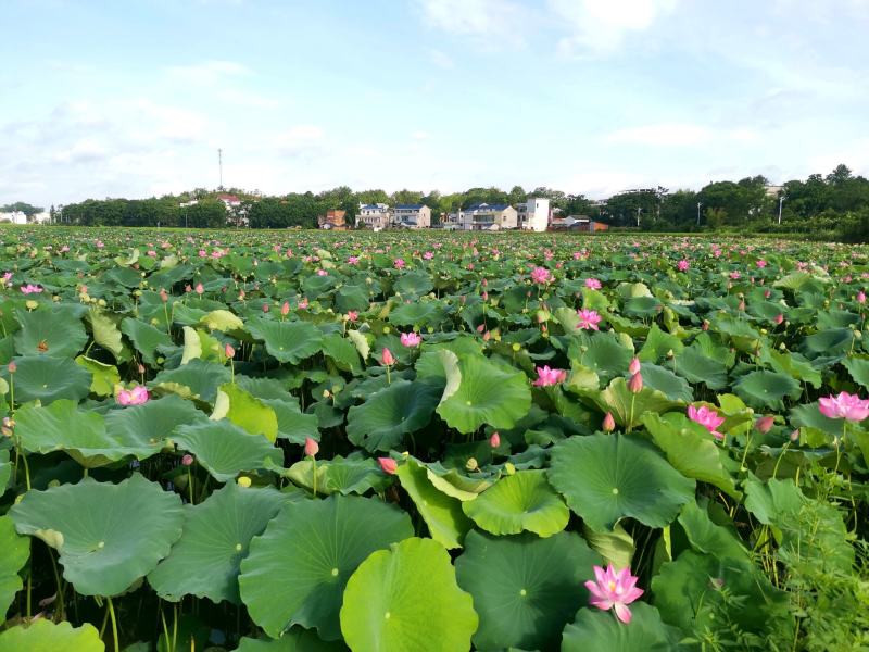 五斤装水果莲蓬代发，九省包邮