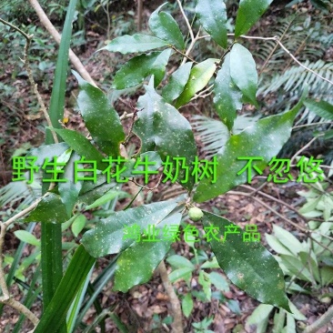 小叶白花牛奶根