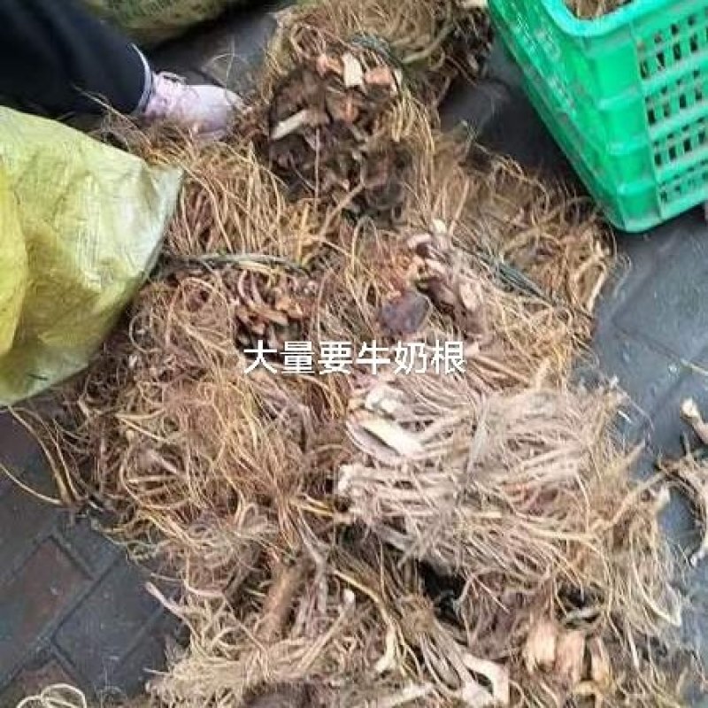 小叶白花牛奶根