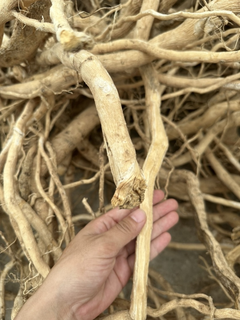 黄花倒水莲吊吊黄云南黄花倒水莲倒吊黄鸡肚子根