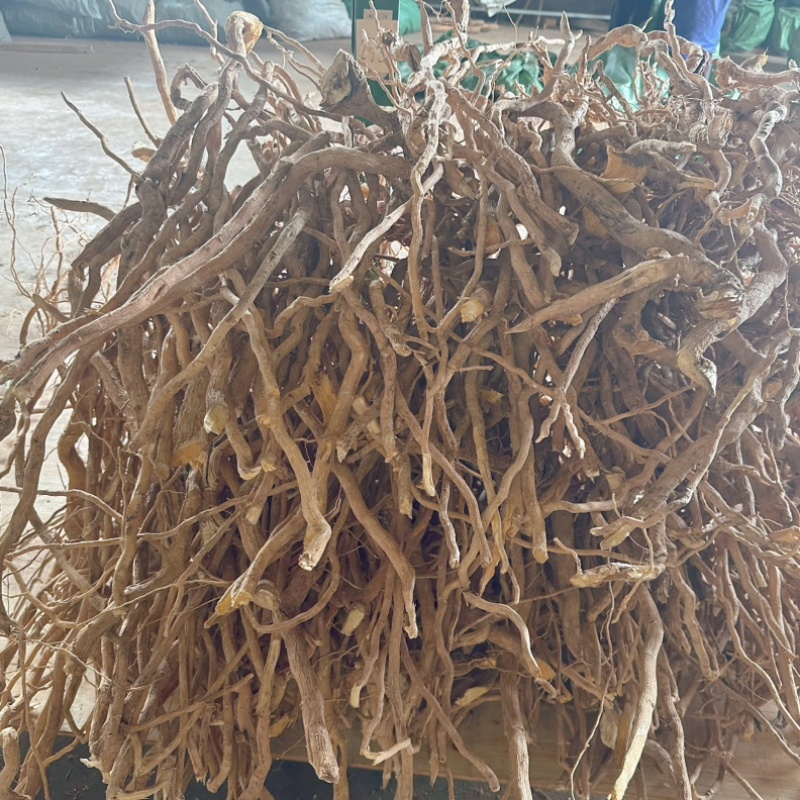 黄花倒水莲吊吊黄云南黄花倒水莲倒吊黄鸡肚子根