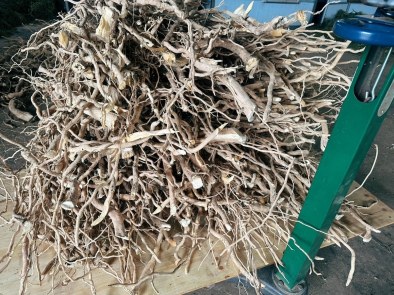 黄花倒水莲吊吊黄云南黄花倒水莲倒吊黄鸡肚子根