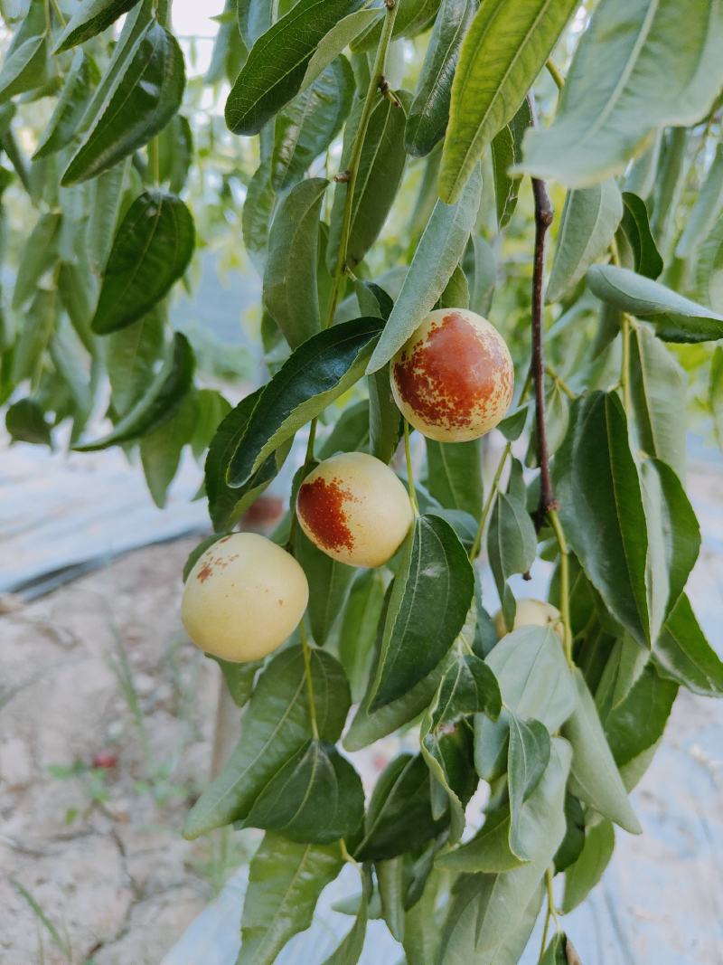 大荔冬