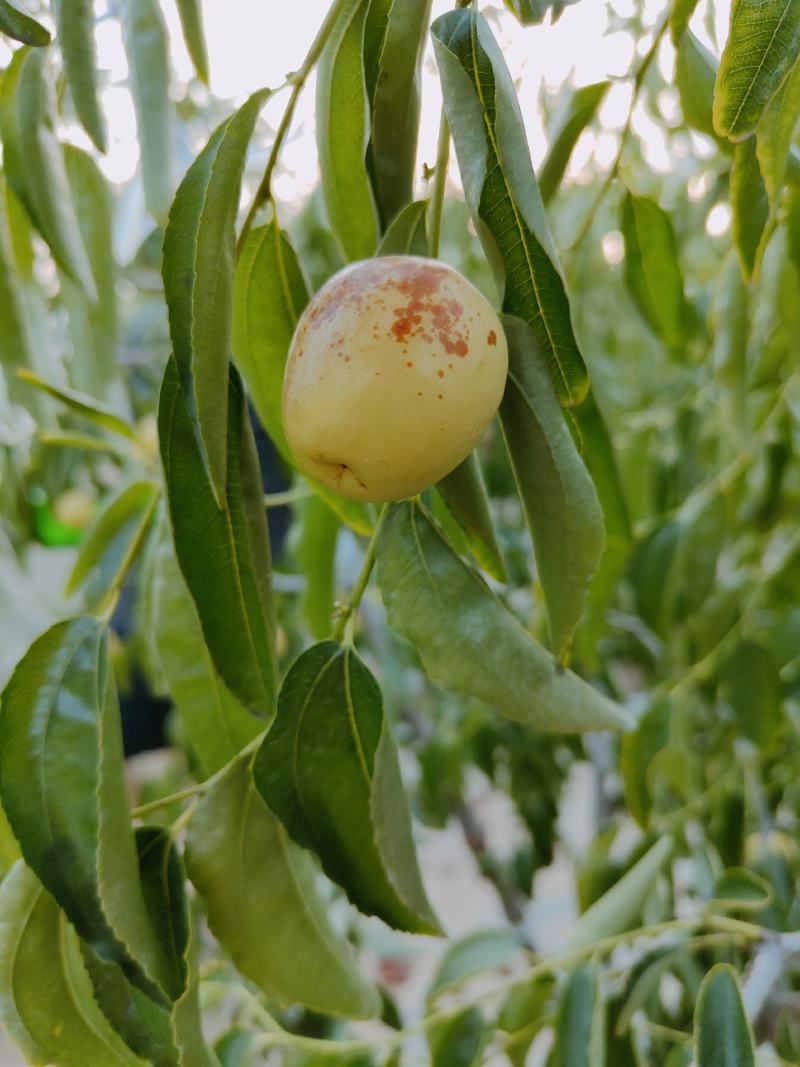 大荔冬