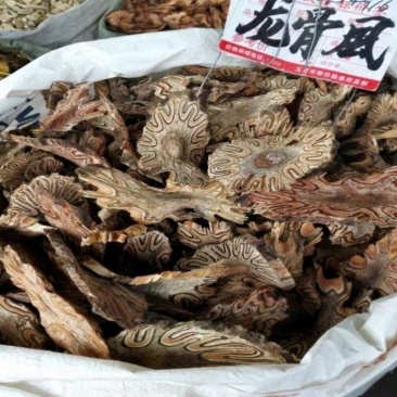 野生龙骨风切片晒干货不多促销当天发货薄利多发