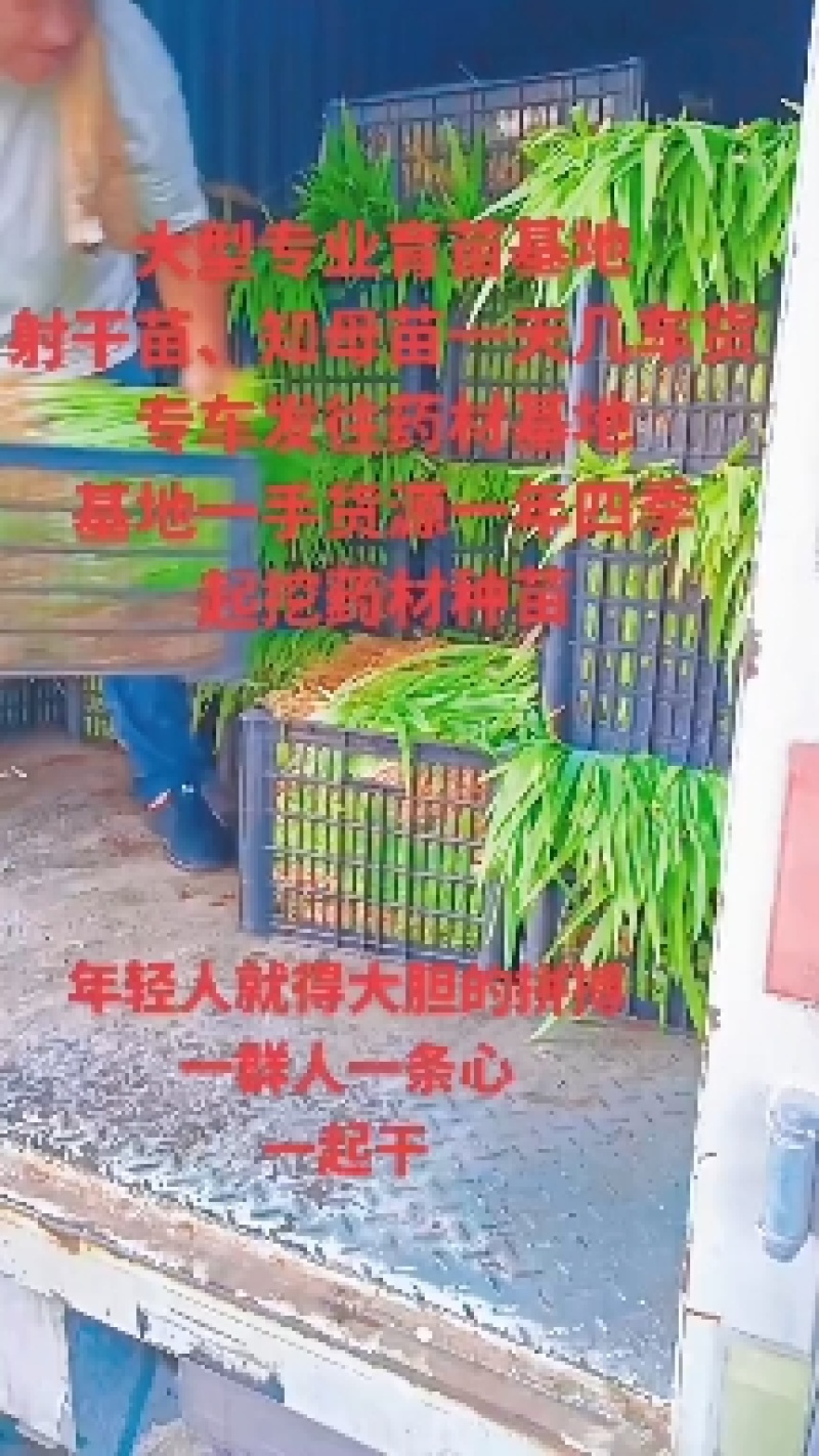 射干苗千亩专业育苗基地一年四季提供药材种苗大中小样样齐全