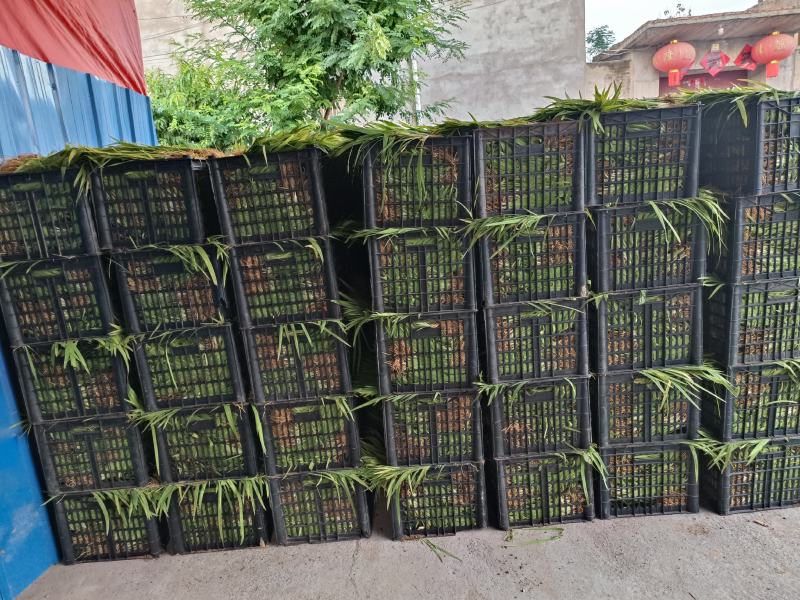 射干苗千亩专业育苗基地一年四季提供药材种苗大中小样样齐全