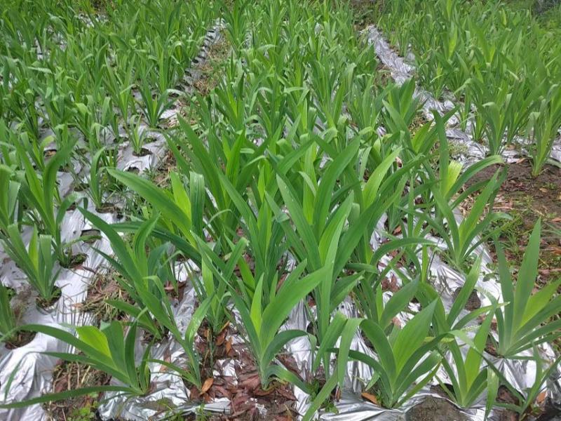 射干苗千亩专业育苗基地一年四季提供药材种苗大中小样样齐全