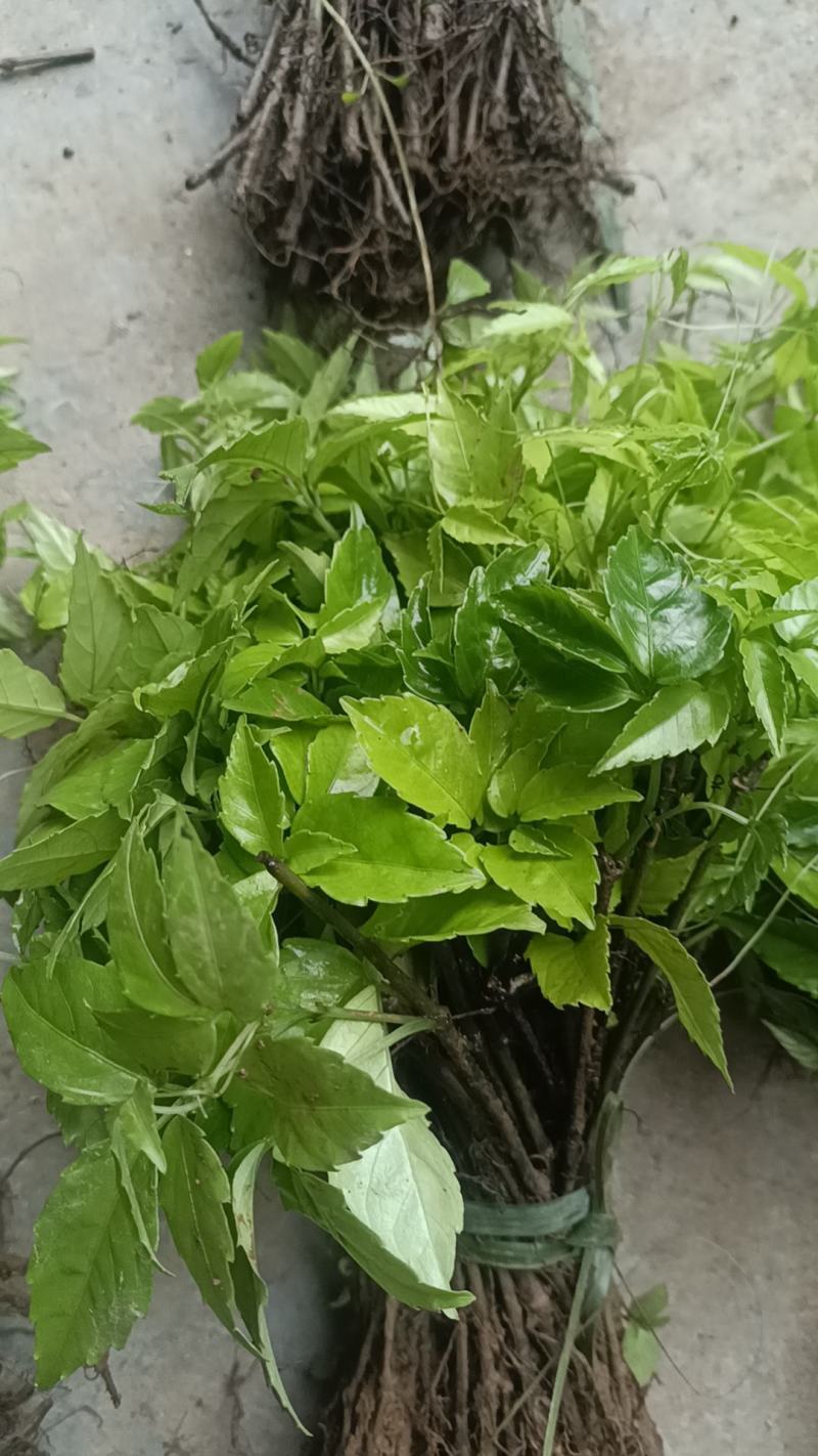 小叶紫藤三叶青苗1年扦插苗100颗起发货量大优惠