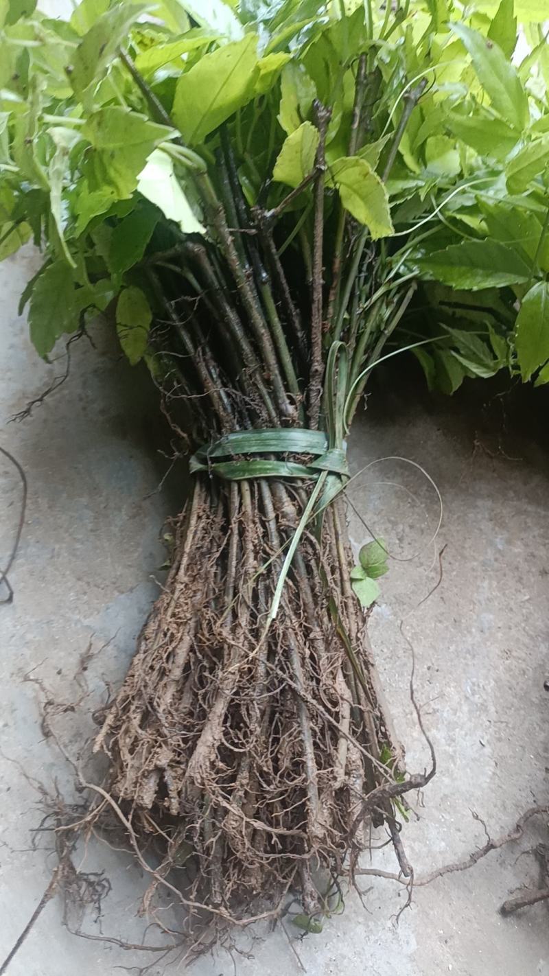 小叶紫藤三叶青苗1年扦插苗100颗起发货量大优惠
