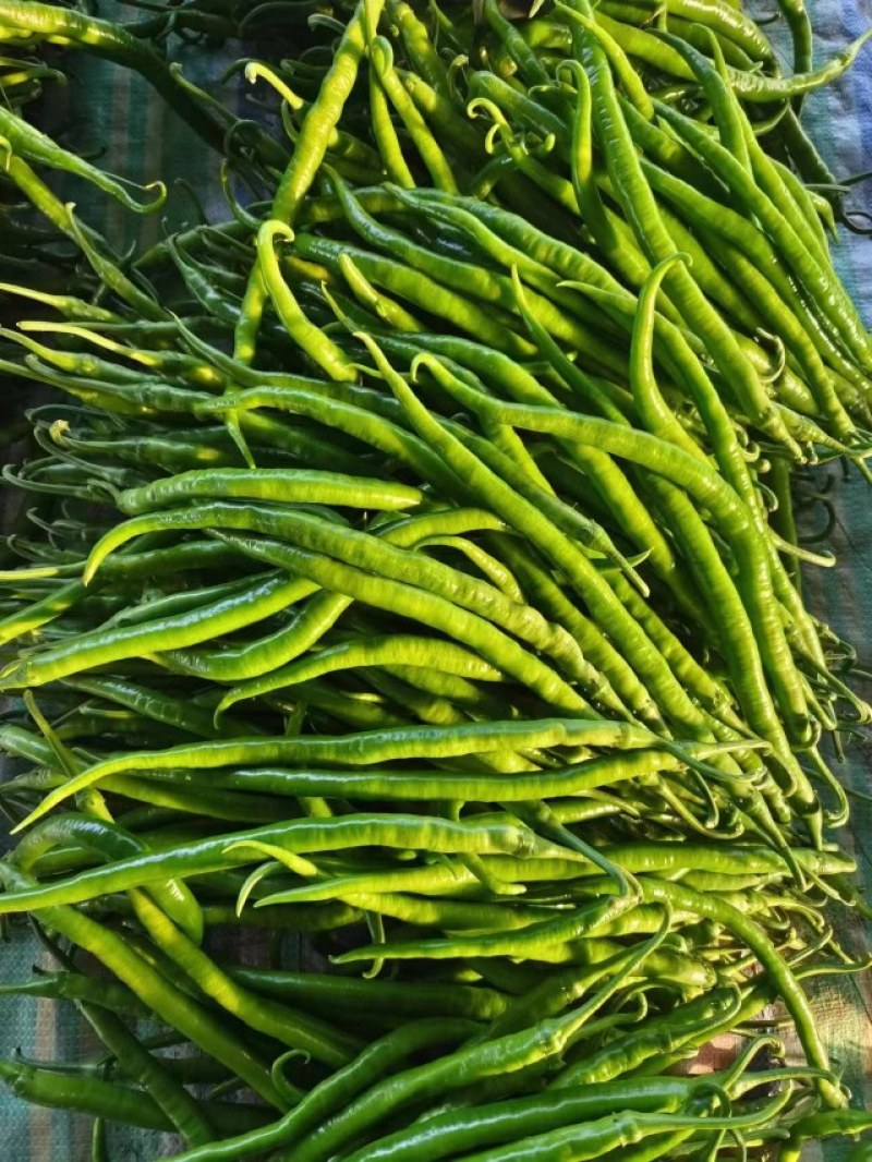 线洋县线椒质量好颜色绿，条型直无虫咬
