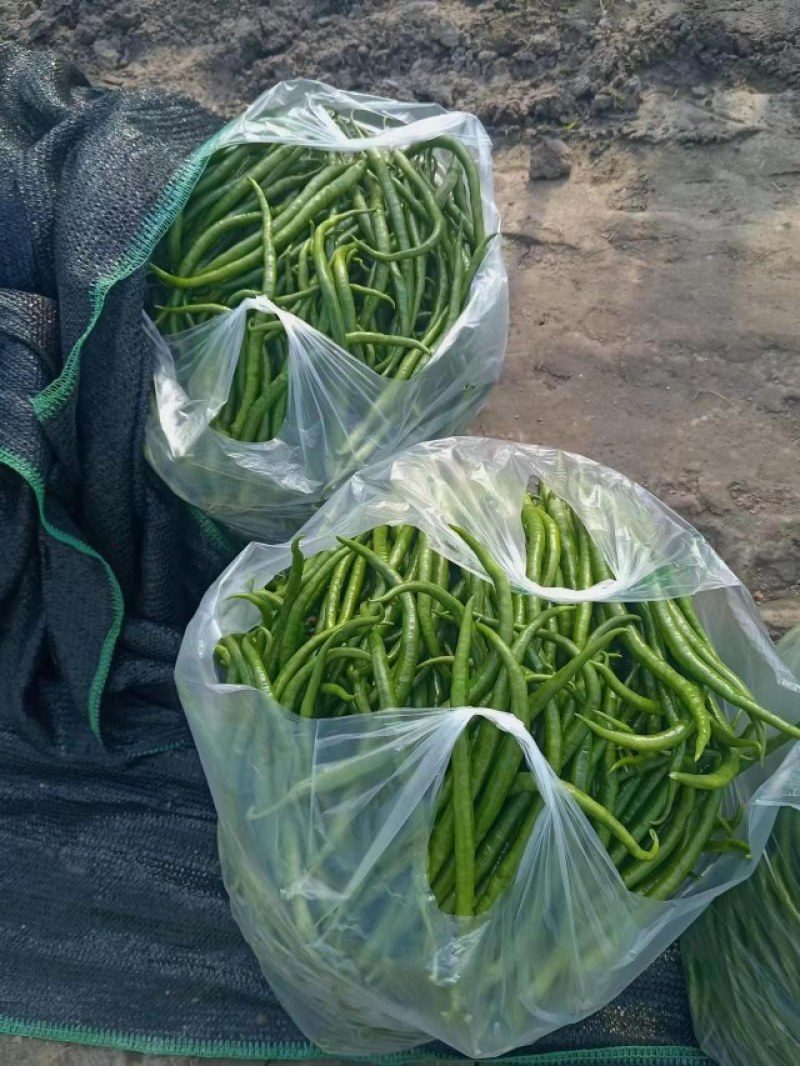 线洋县线椒质量好颜色绿，条型直无虫咬