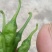 线洋县线椒质量好颜色绿，条型直无虫咬
