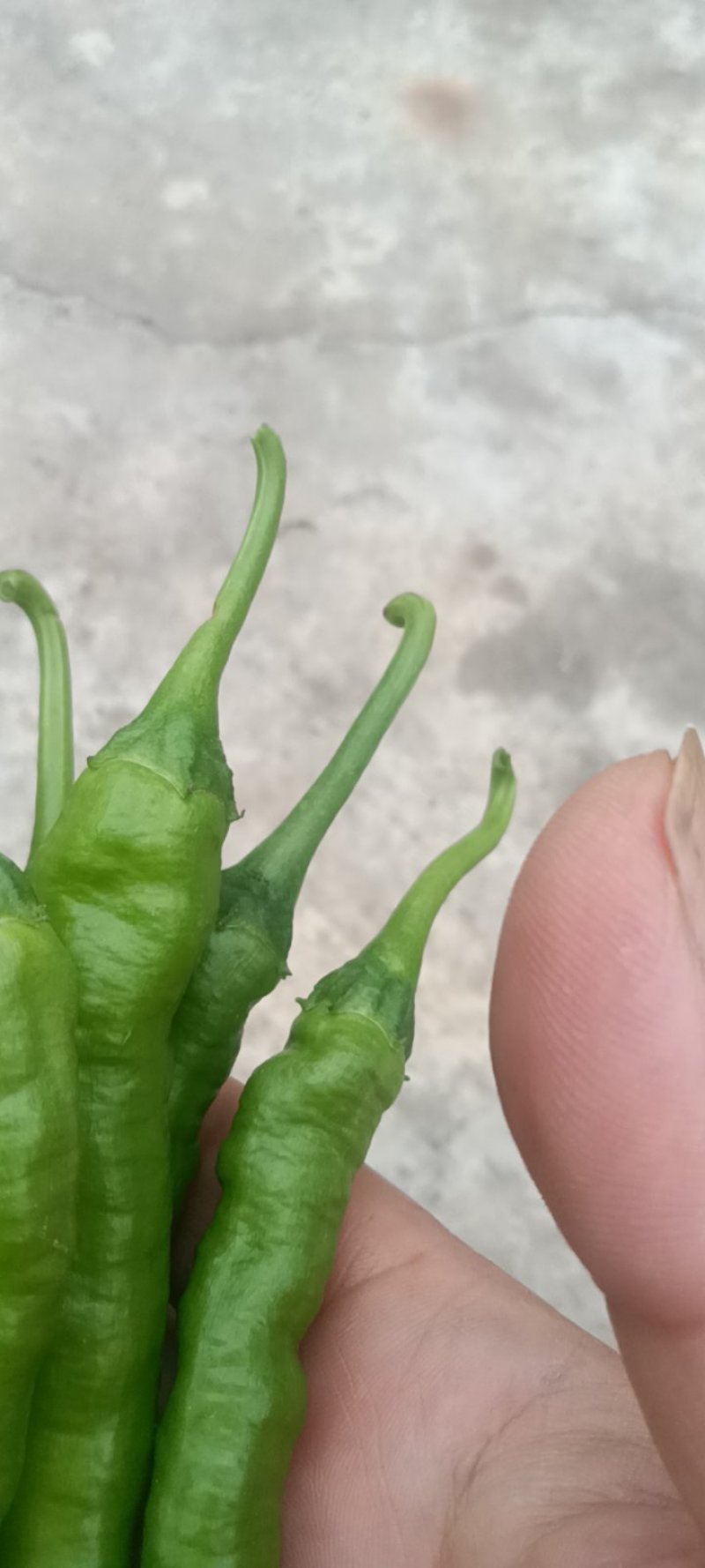 线洋县线椒质量好颜色绿，条型直无虫咬