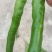 线洋县线椒质量好颜色绿，条型直无虫咬