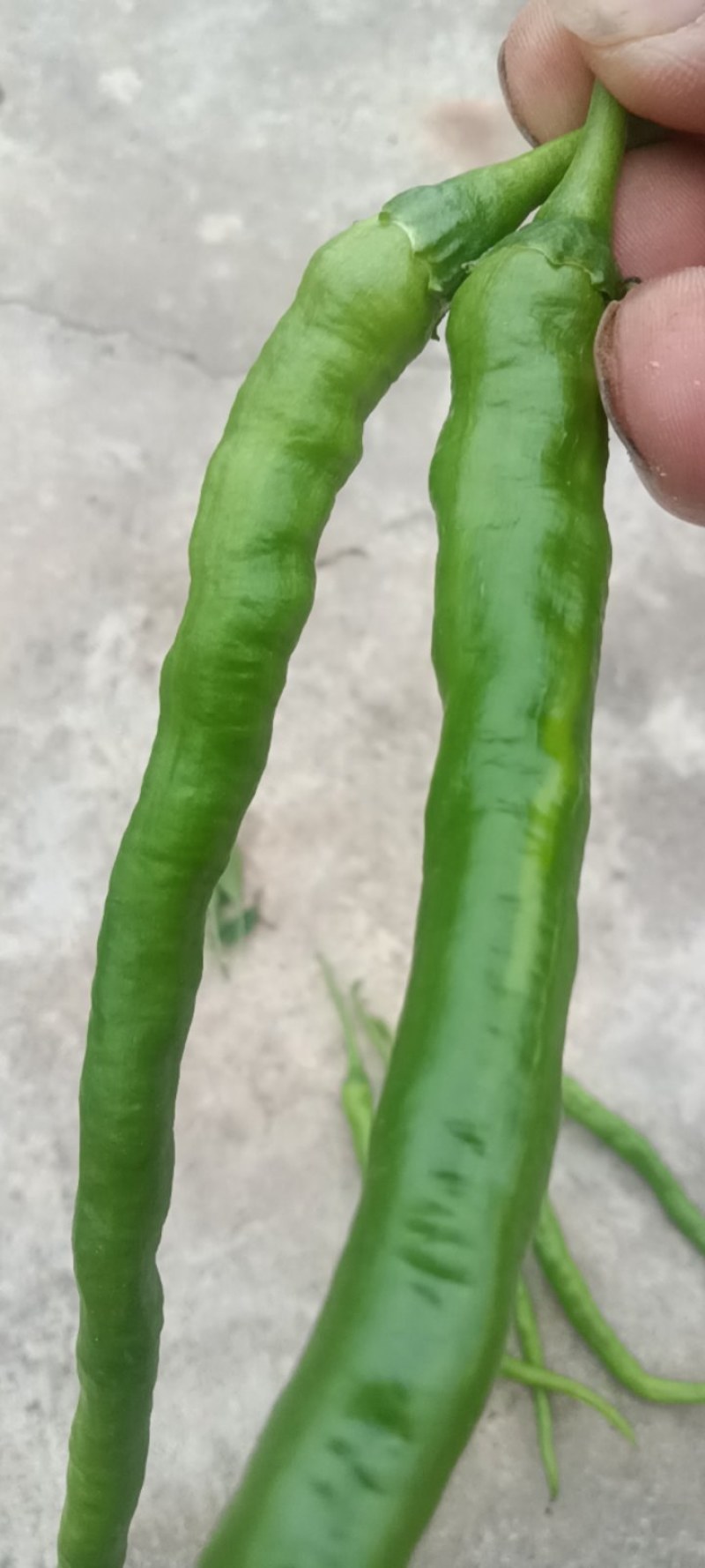 线洋县线椒质量好颜色绿，条型直无虫咬