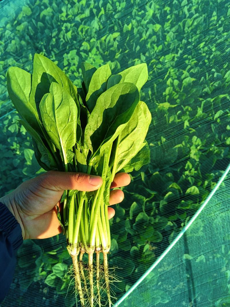 精品【菠菜】对接电商市场商超等各类客户欢迎咨询
