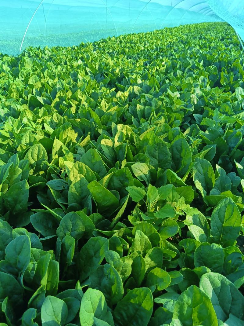 精品【菠菜】对接电商市场商超等各类客户欢迎咨询