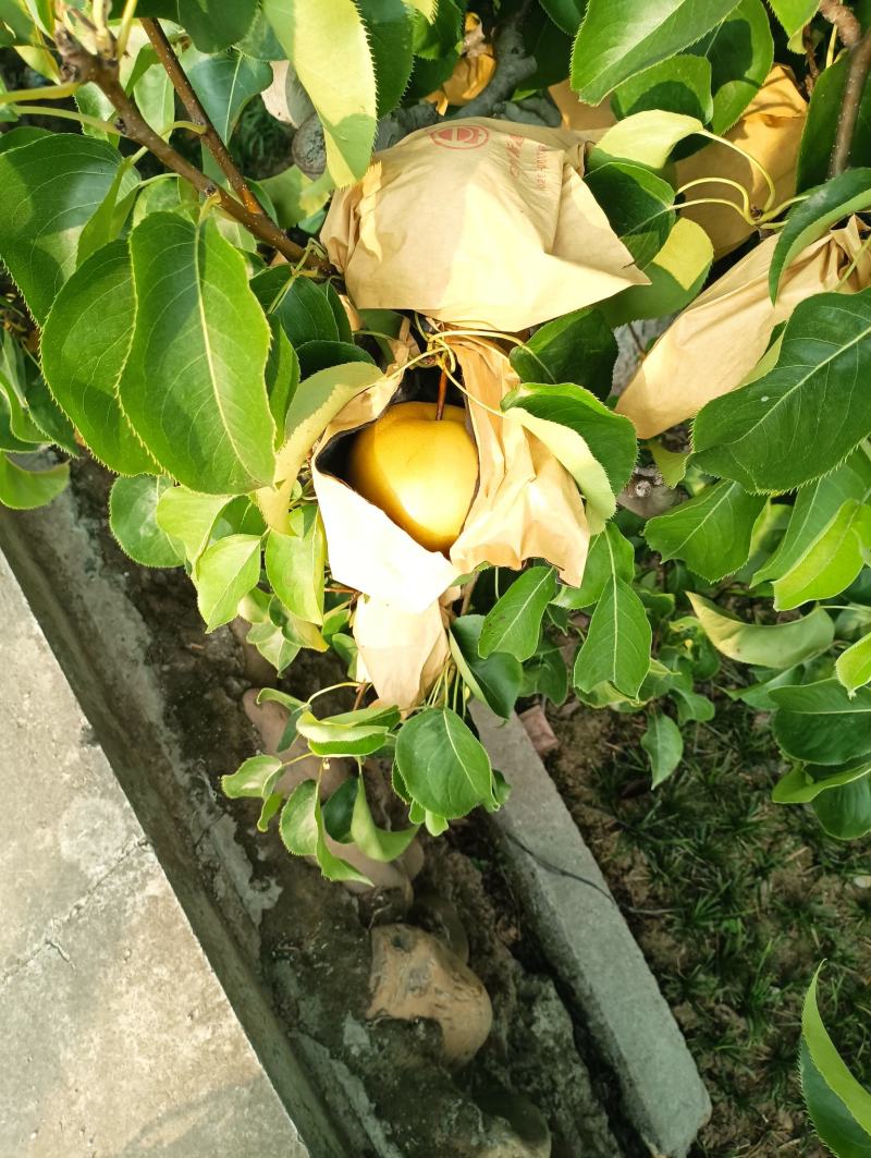 翠冠梨大青梨皮薄馅小有画渣基地产地直接发货
