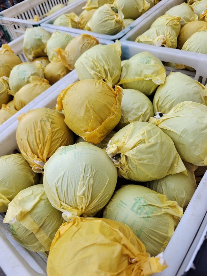 精品皇冠，圆黄，皇冠，产地直销，大量现货，需要的老板联系