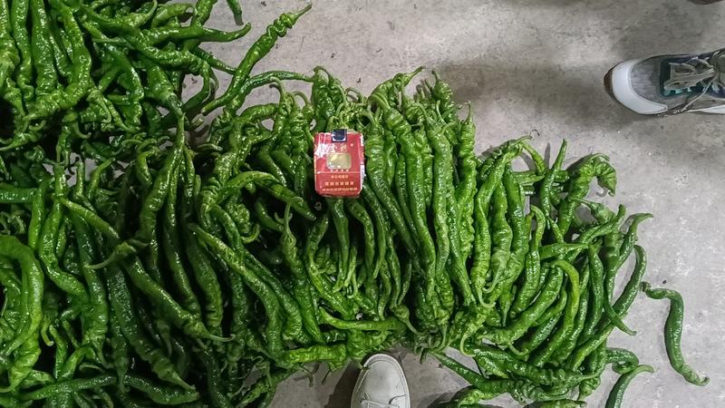 贵州螺丝椒大青椒上市了产地直发代理找车保质保量放心采购
