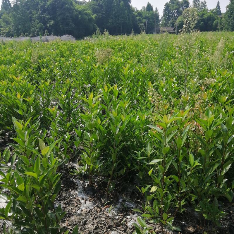 1—1.2米法国冬青大杯批发基地农户种植价法国冬青基地