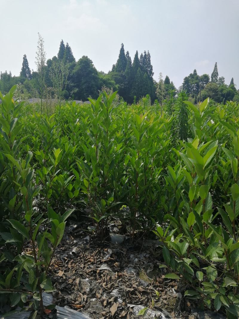 1—1.2米法国冬青大杯批发基地农户种植价法国冬青基地