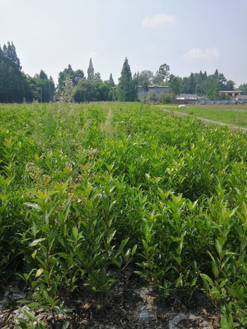 1—1.2米法国冬青大杯批发基地农户种植价法国冬青基地