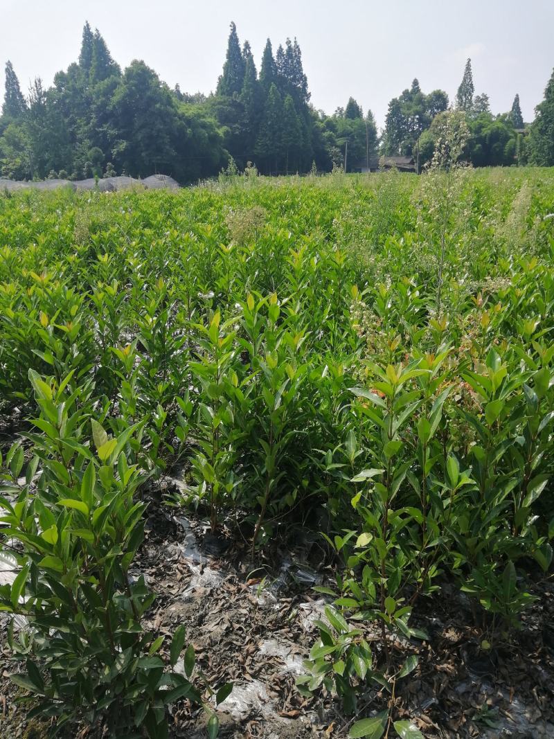 1—1.2米法国冬青大杯批发基地农户种植价法国冬青基地
