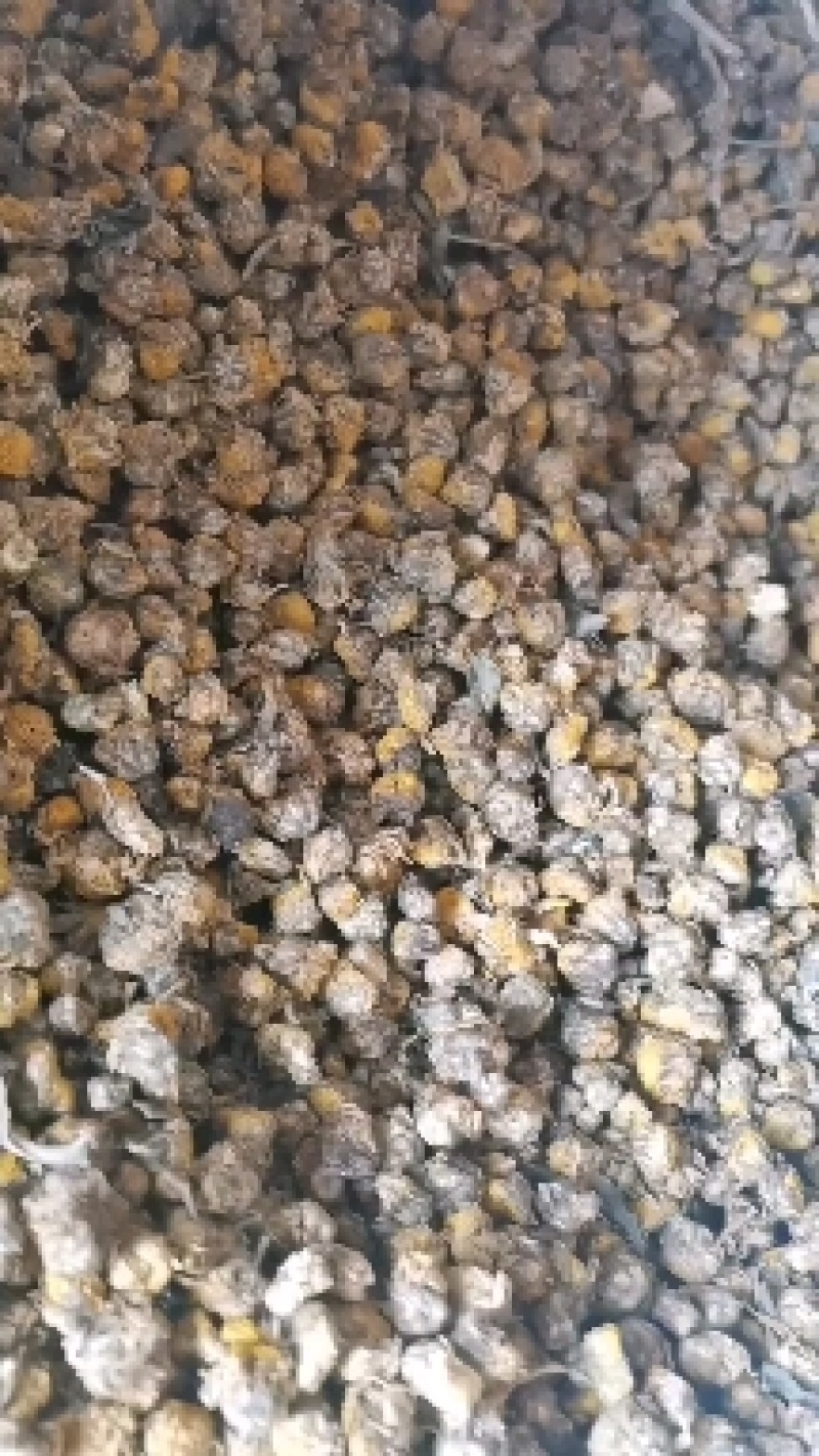 干菊花，清火，不苦，甘香