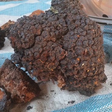 桦树茸