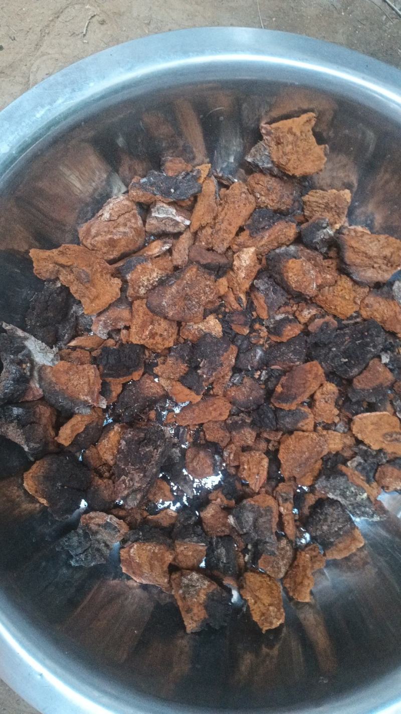 桦树茸