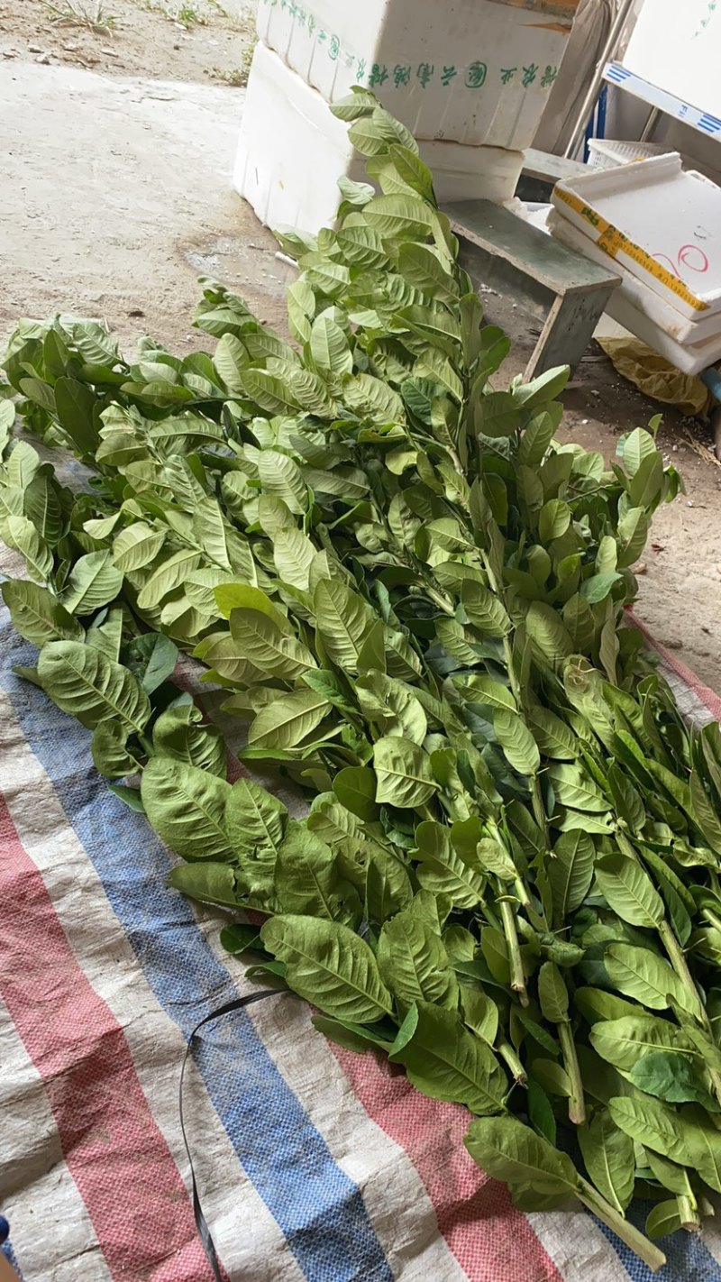 香水柠檬叶香料调味叶子漂亮，鱼生必备的香料。