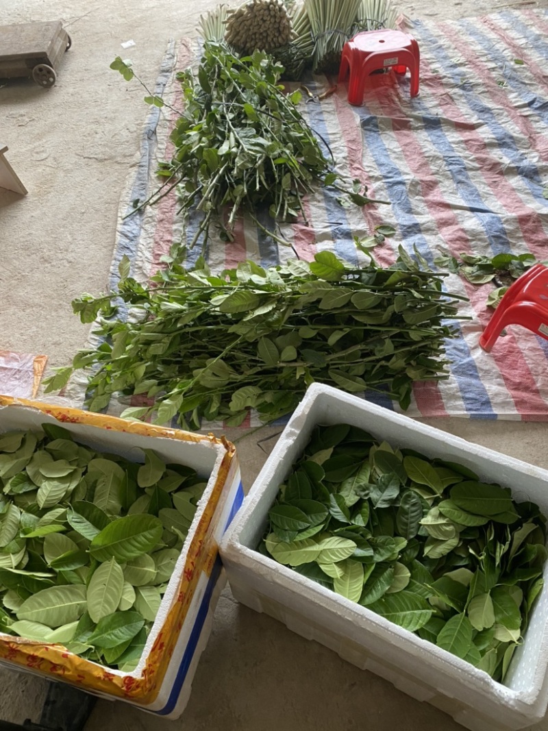 香水柠檬叶香料调味叶子漂亮，鱼生必备的香料。