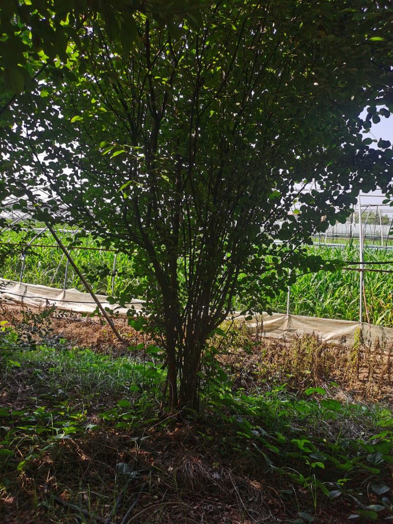 木瓜海棠树木
