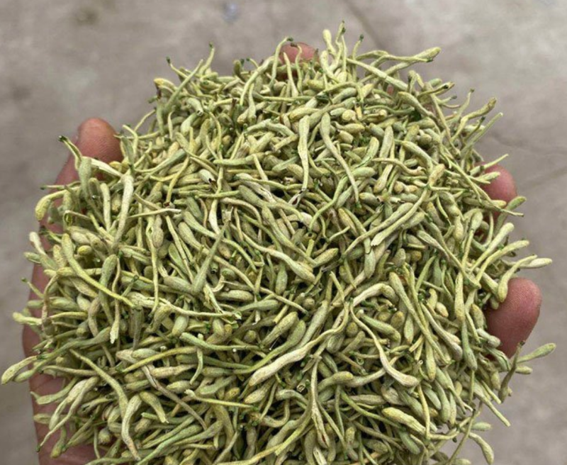金银花