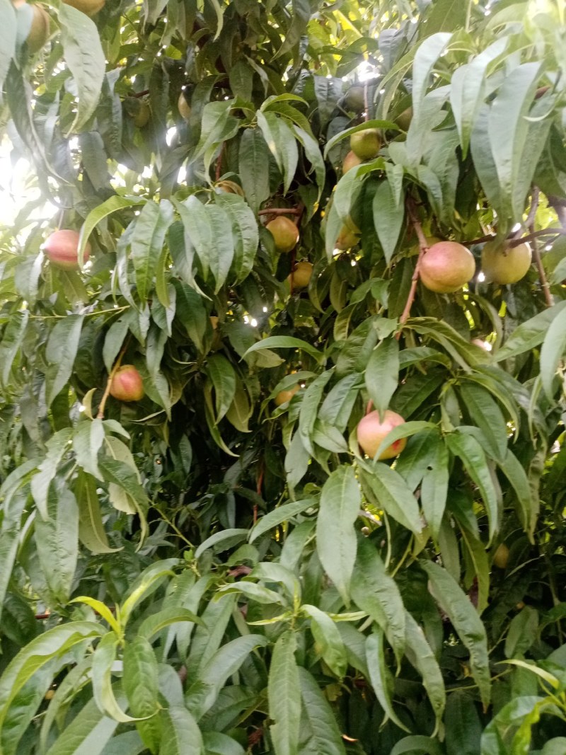 油桃