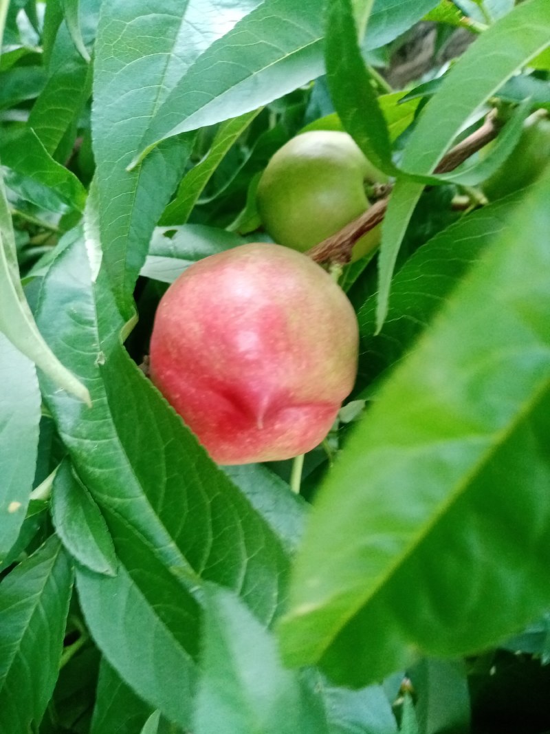 油桃
