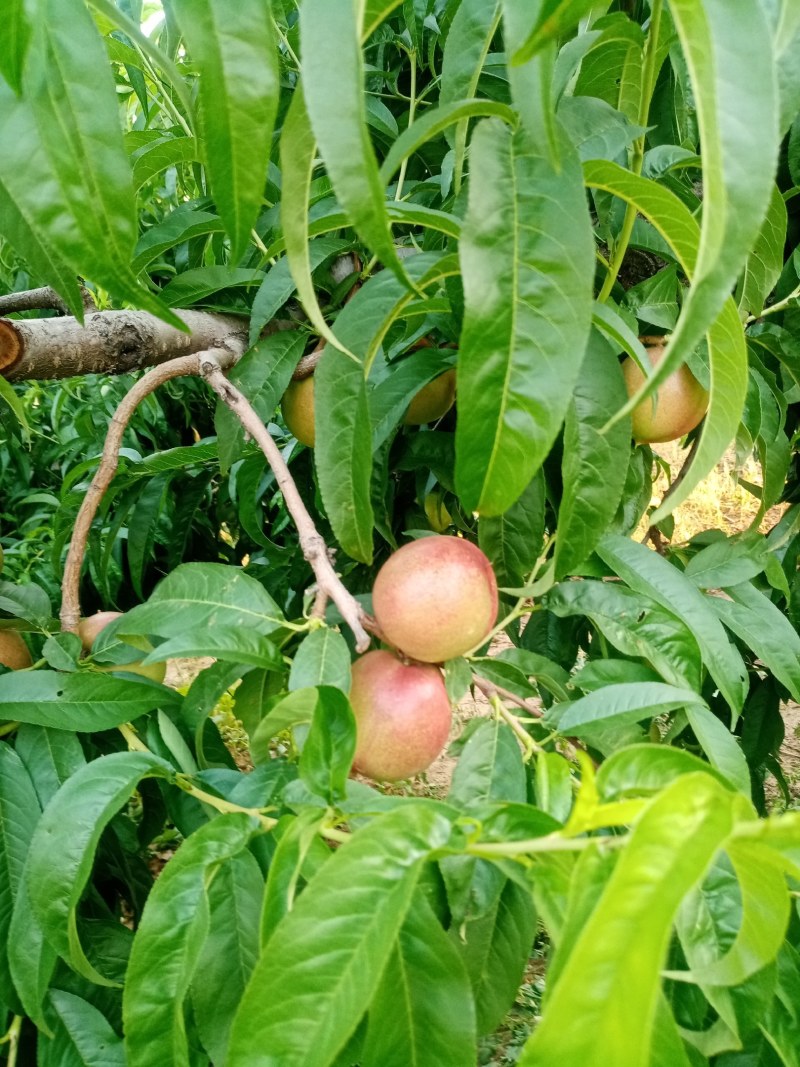 油桃