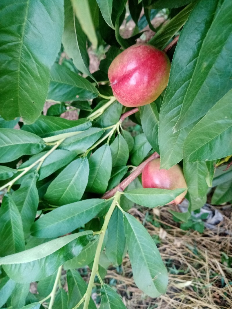 油桃