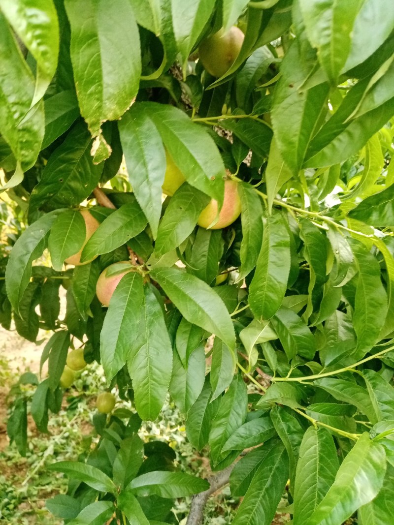 油桃