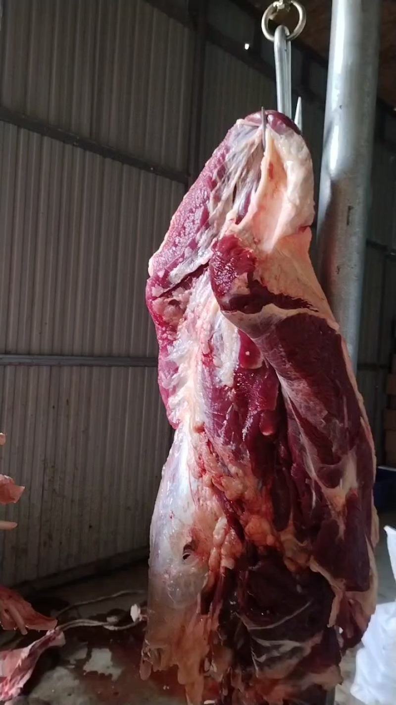 鲜牛肉山东清真国产纯鲜牛肉纯自家货源品质保证诚信经营