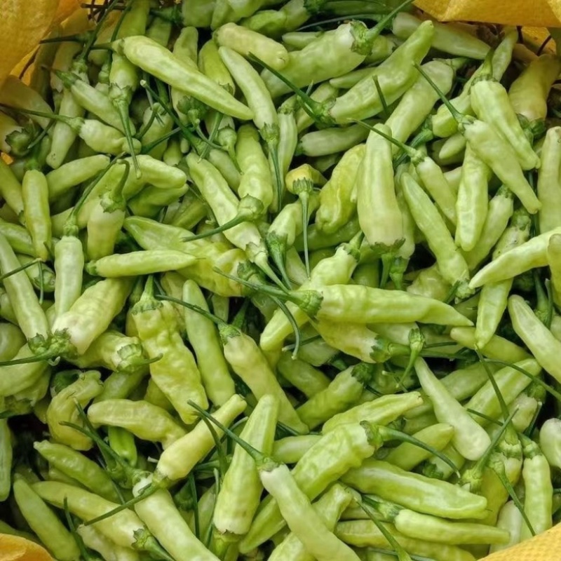 小米辣椒