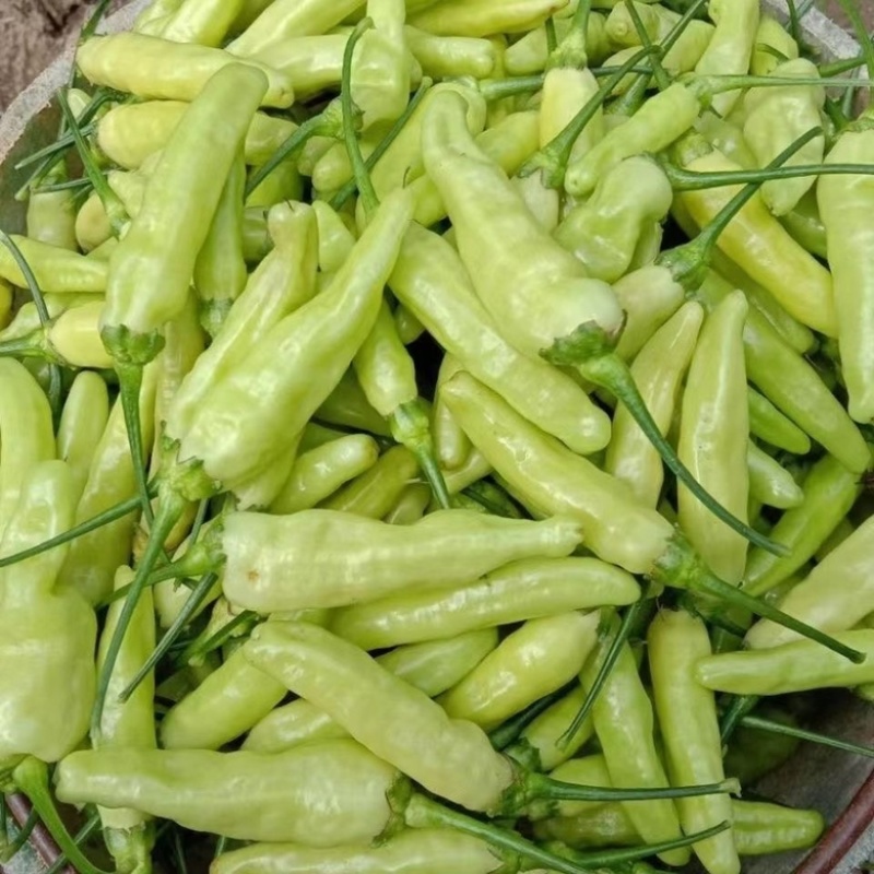 小米辣椒