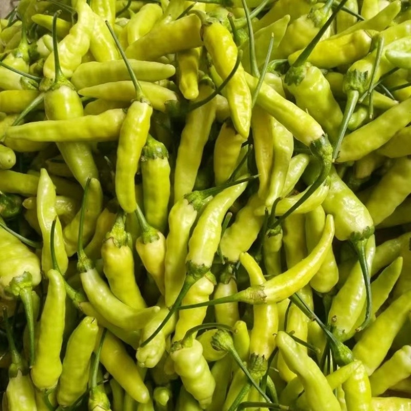 小米辣椒
