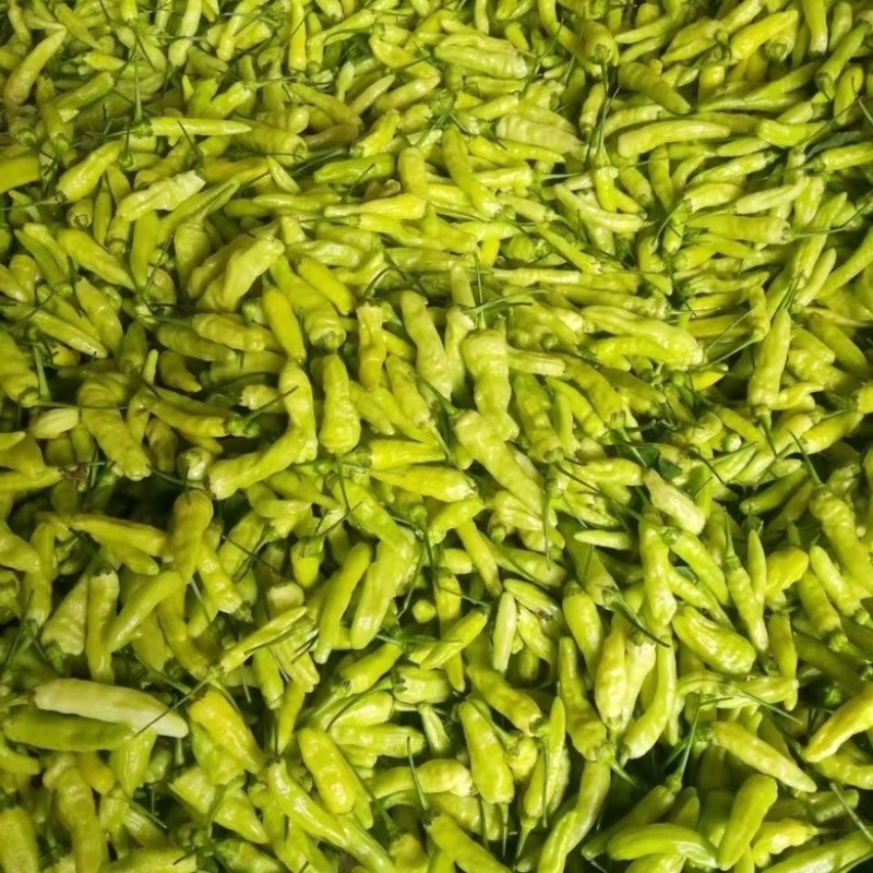 小米辣椒